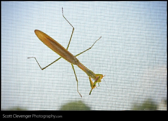 Praying Mantis Praying Mantis