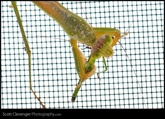 Praying Mantis