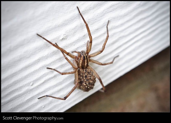 Wolf spider with a ton of babies all over her back